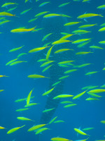 Underwater - Best shots