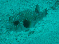 2 Mile Reef