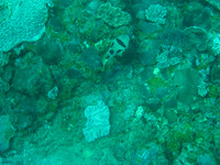 2 Mile Reef