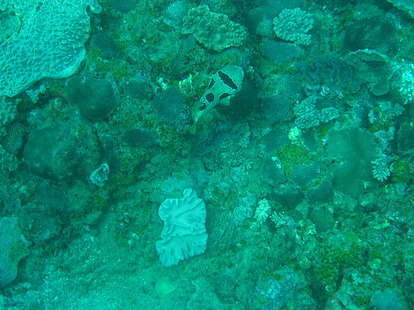 2 Mile Reef