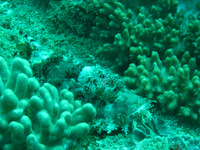 2 Mile Reef