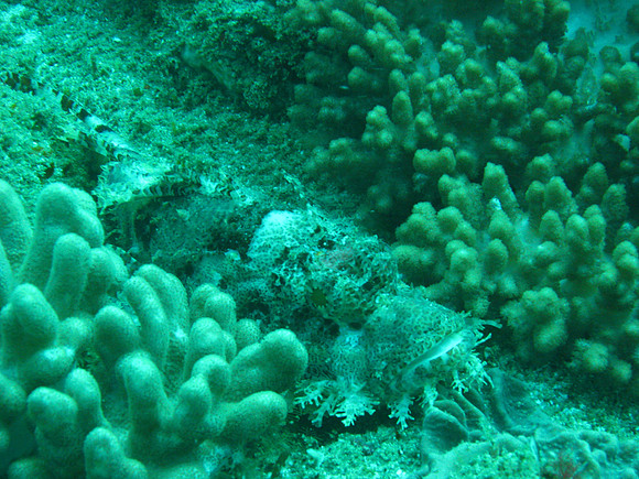2 Mile Reef