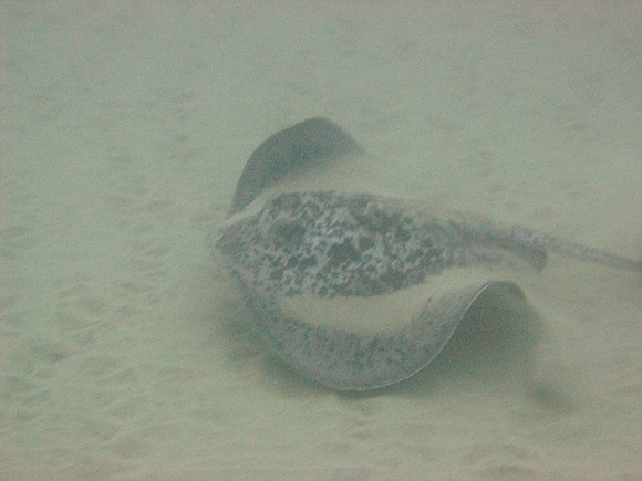 7 mile Reef