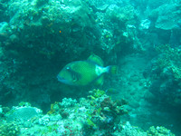 2 Mile Reef