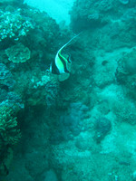 2 Mile Reef
