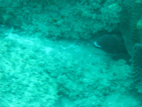 2 Mile Reef