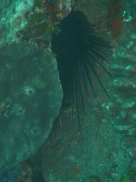 2 Mile Reef