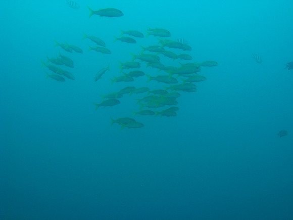 2 Mile Reef
