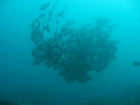 2 Mile Reef