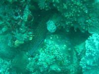 2 Mile Reef