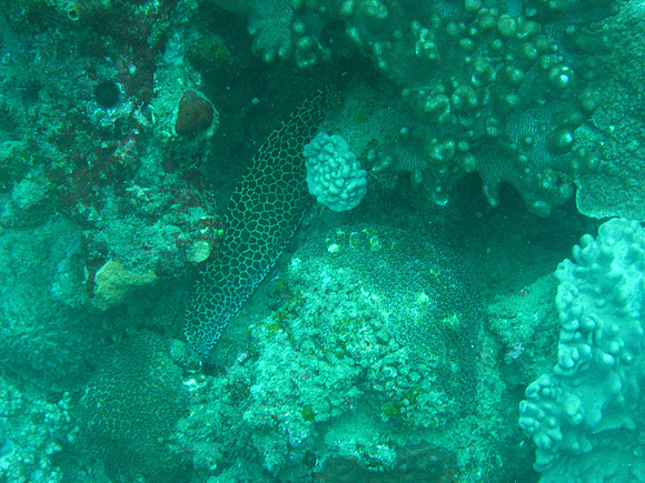 2 Mile Reef
