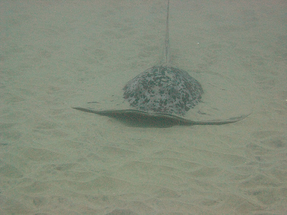 7 mile Reef