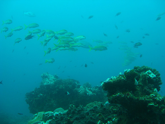 2 Mile Reef