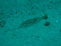 2 Mile Reef