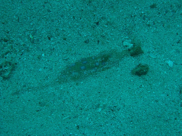 2 Mile Reef