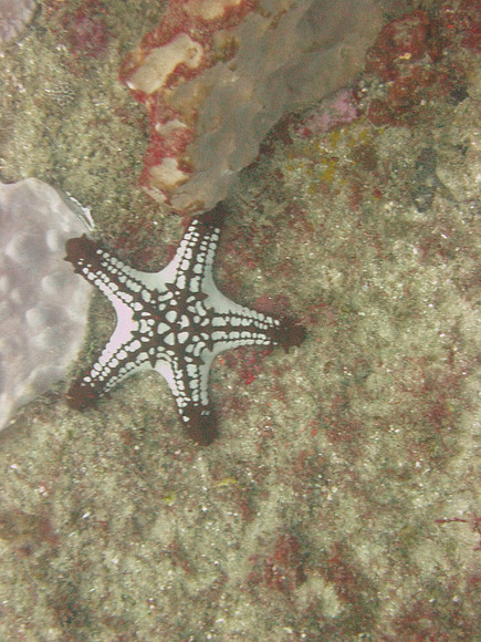 7 mile Reef