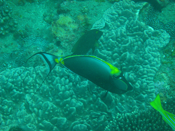 2 Mile Reef
