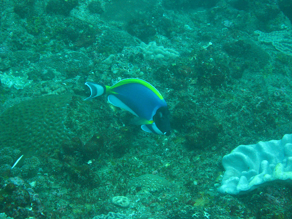 2 Mile Reef