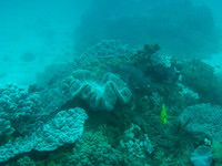 2 Mile Reef