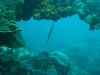 2 Mile Reef