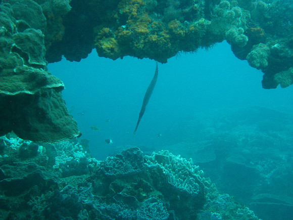 2 Mile Reef