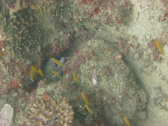 7 mile Reef