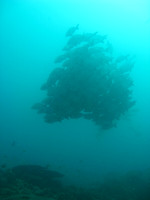 2 Mile Reef
