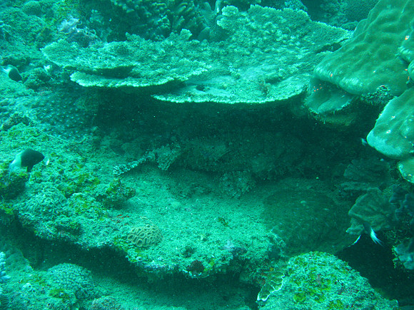 2 Mile Reef