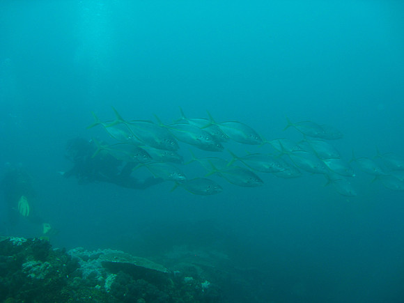 2 Mile Reef