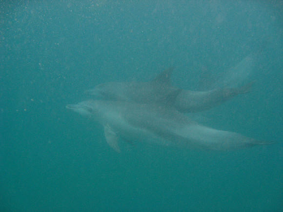Dolphines - 7 mile Reef