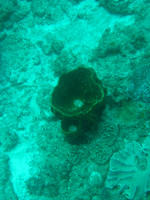 2 Mile Reef