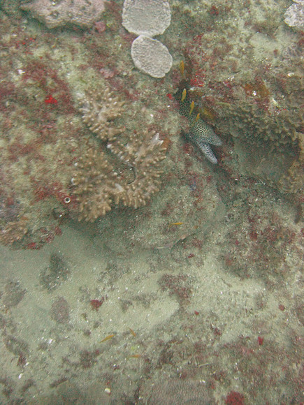 7 mile Reef