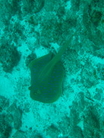 2 Mile Reef