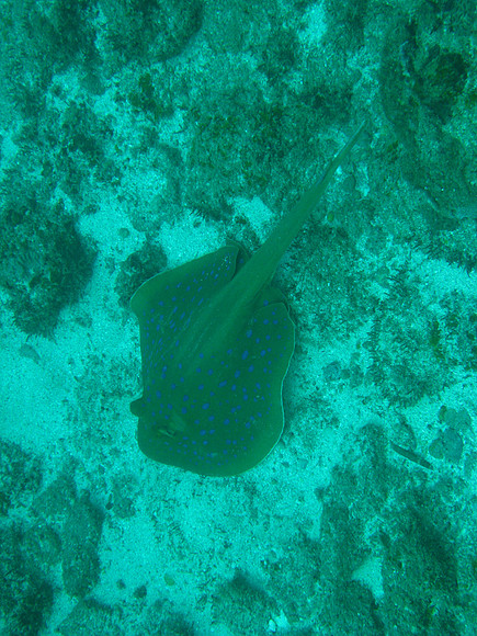 2 Mile Reef