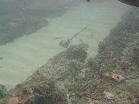 7 mile Reef