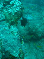 2 Mile Reef