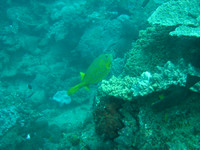 2 Mile Reef