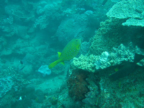 2 Mile Reef