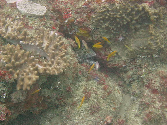 7 mile Reef