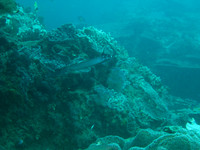 2 Mile Reef