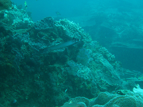 2 Mile Reef