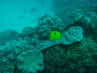 2 Mile Reef